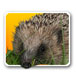 hedgehog