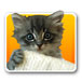 kitten