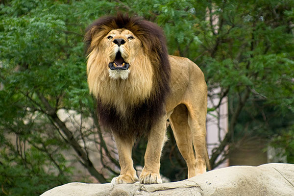 lion
